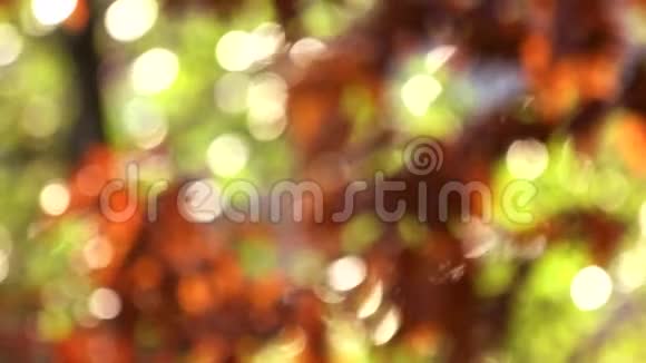 树叶呈橙色的模糊的树视频的预览图
