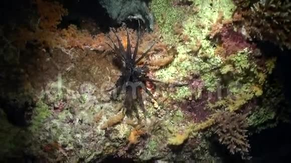 赤海沙底纯蓝色背景下的蝎子鱼视频的预览图