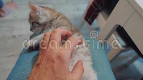 一个人和一只小猫玩耍他的手放在膝盖上小猫被播放美丽可爱的有趣视频生活方式猫猫视频的预览图