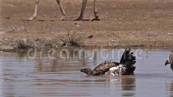 非洲白背秃鹫非洲陀螺站在水中有巴斯内罗毕公园视频的预览图