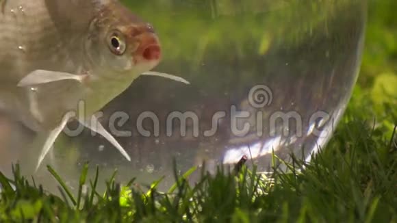 鱼缸里的鱼36鱼是一种过敏性生物群的任何成员视频的预览图
