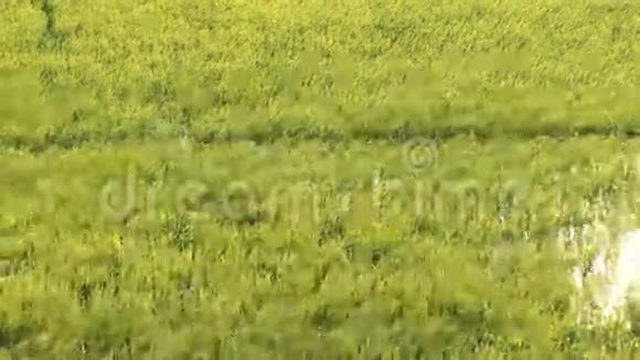 有风的稻田视频的预览图