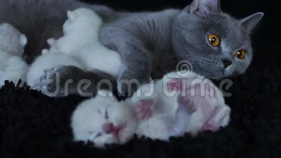 英国北方紫丁香小猫哺乳形成蓝色妈妈视频的预览图