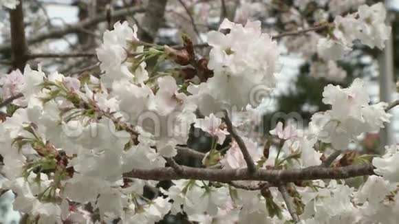 美丽的樱桃树在风中盛开视频的预览图