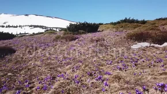 春盛开红辣椒紫花春天的花在山上视频的预览图