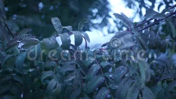 雪中树枝上山灰的绿叶慢动作视频的预览图