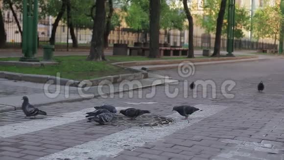 夏天晚上街上的鸽子在啄食视频的预览图