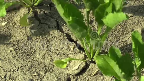 非常干旱的旱田土地和甜菜糖视频的预览图