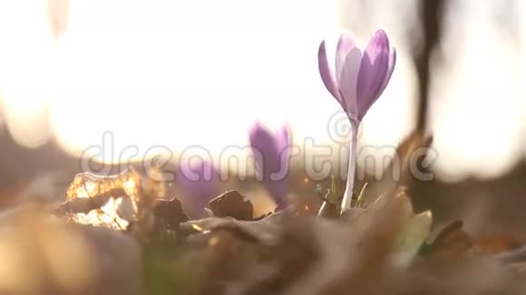雪花的花朵紫丁香视频的预览图