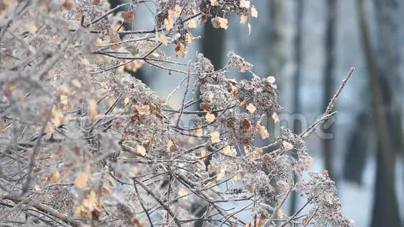 冬季景观一个白雪覆盖的公园有美丽的树木覆盖着海霜视频的预览图