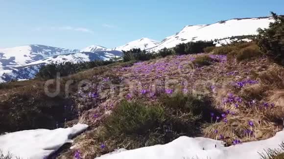 春盛开红辣椒紫花春天的花在山上视频的预览图