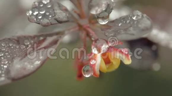 花园中幼贝檗叶的特写视频的预览图
