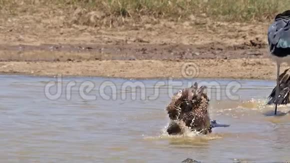 非洲白背秃鹫非洲陀螺站在水中有巴斯肯尼亚内罗毕公园视频的预览图