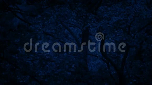 夜雨中的树木视频的预览图