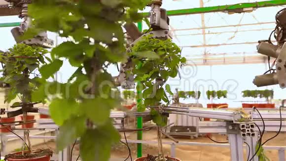 花卉的自动修剪植物的自动修剪温室的自动输送现代的自动化线路视频的预览图