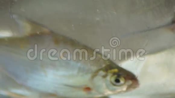 碗里的鱼鱼是指有机体旁系的任何成员视频的预览图