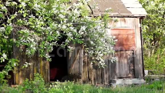开花的鸟雀树老谷仓视频的预览图