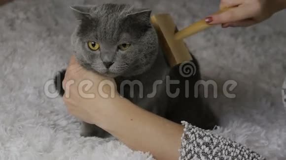 女人在白色背景下梳理英国猫视频的预览图