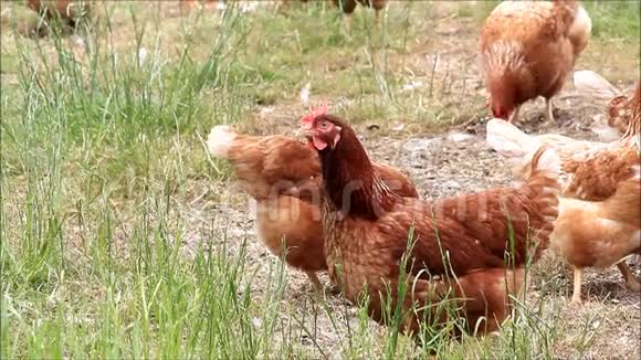 农场里的免费鸡视频的预览图