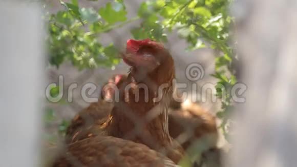鸡的家庭庭院生态视频的预览图