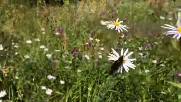 白色花朵上的帝王蝴蝶视频的预览图