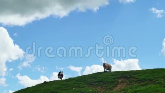 在山顶上夏日的云幕上放牧的牛群视频的预览图