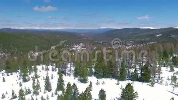 飞过雪树冬季景观视频的预览图