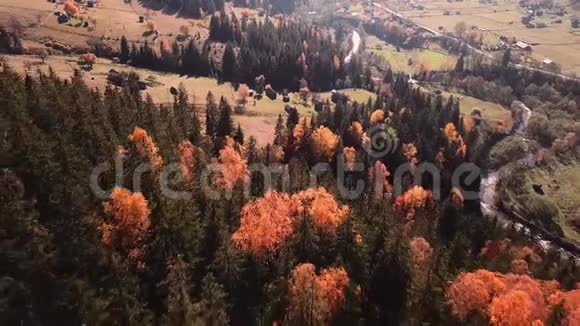 秋天的树林景观在飞翔视频的预览图