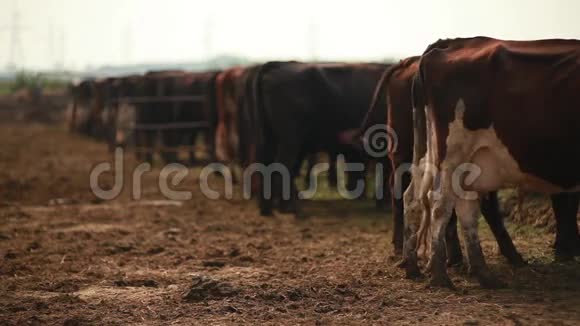 一群奶牛站在开阔的围场里视频的预览图