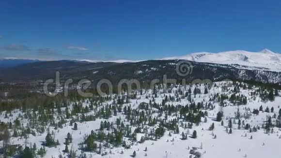 飞过雪树冬季景观视频的预览图