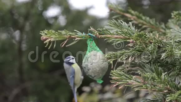 在冬天蓝雀和麻雀以鸟肥球为食视频的预览图