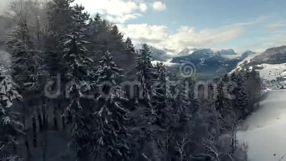 飞越群山中白雪覆盖的树木视频的预览图