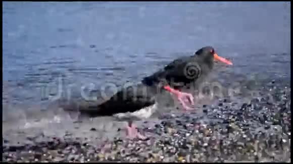 捕牡蛎器视频的预览图
