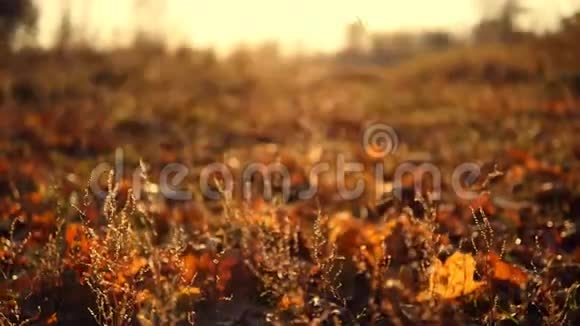 秋天的叶子在缓慢的运动中飘落阳光透过落叶照耀美丽的景观背景视频的预览图