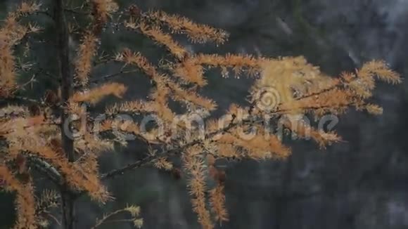 雪中带锥的黄松枝视频的预览图