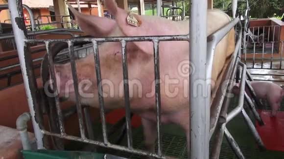 笼中猪动物虐待视频的预览图