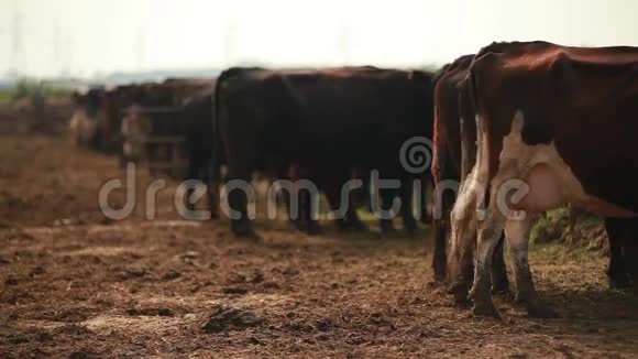 一群奶牛站在开阔的围场里视频的预览图