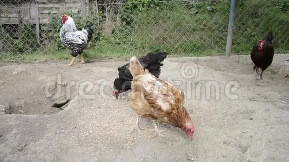 母鸡和公鸡以传统的农村农场为食自由繁殖谷仓院子里的鸡视频的预览图