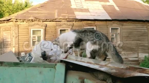野猫探索垃圾垃圾箱视频的预览图