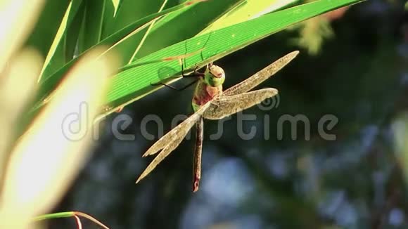 大蜻蜓和小蜘蛛视频的预览图