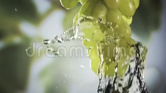 一串新鲜的黑绿色葡萄视频的预览图