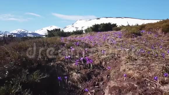 春盛开红辣椒紫花春天的花在山上视频的预览图