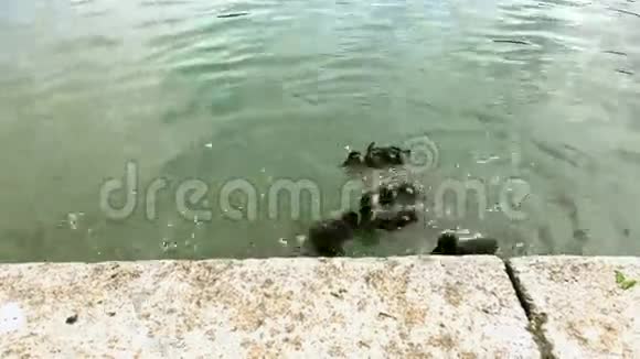 很多小鸭子在池塘里游泳他们游泳和潜水视频的预览图