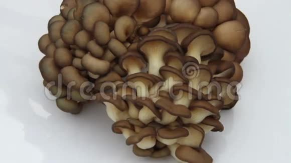 出售展示牡蛎蘑菇视频的预览图