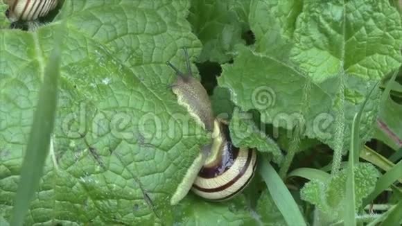 蜗牛在绿草中爬行视频的预览图
