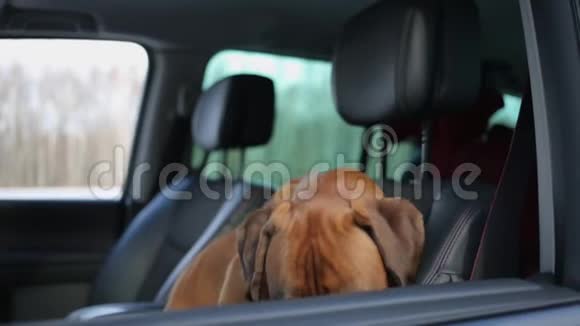风箱狗带着太阳镜坐在驾驶座上环顾四周视频的预览图