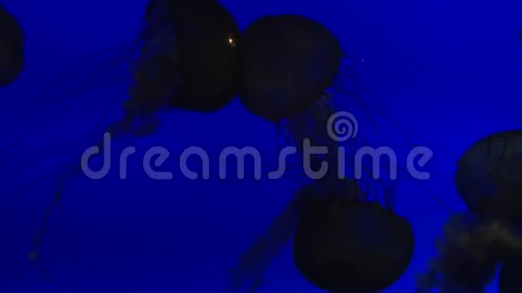 大型水母剪影在大型水族馆游泳视频的预览图