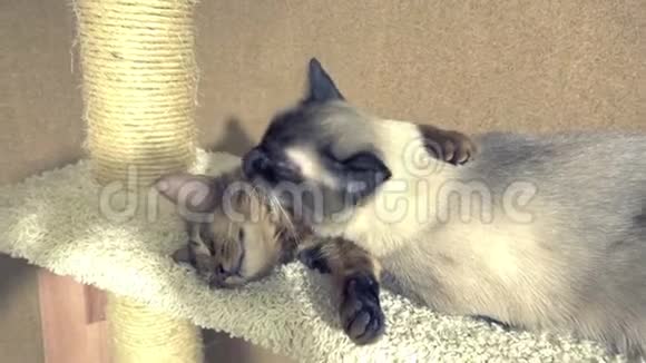 成年猫湄公河短尾巴舔脖子小猫索马里视频的预览图