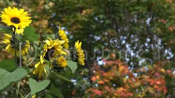 黄色的花朵盛开五颜六色的枫叶4K视频的预览图