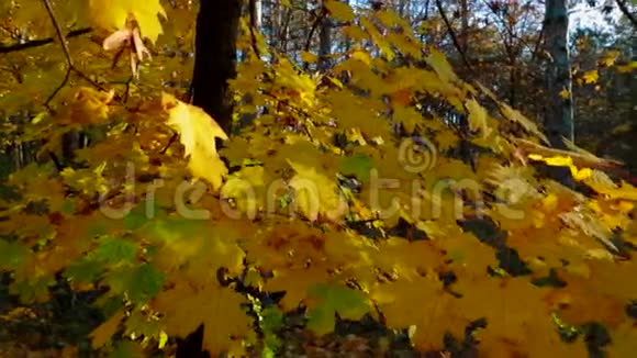 黄叶的树枝在视频的预览图